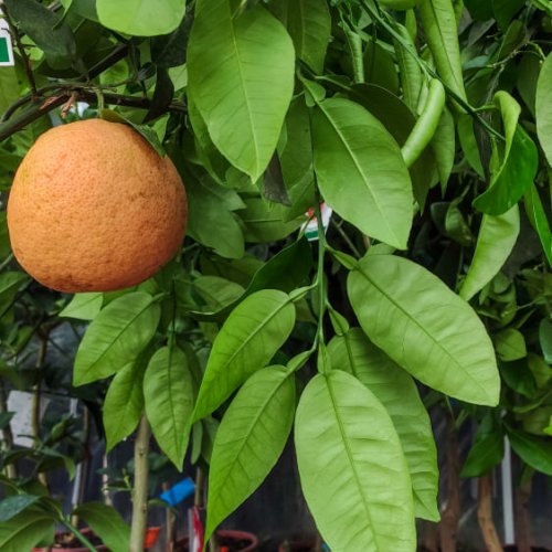 Grapefruit (Citrus × paradisi) ´STAR RUBY´ - výška 130-160 cm, kont. C3L